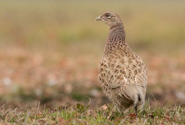  Kadın boğmaklı sülün 