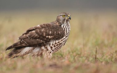 Genç kuzey çakır kuşu