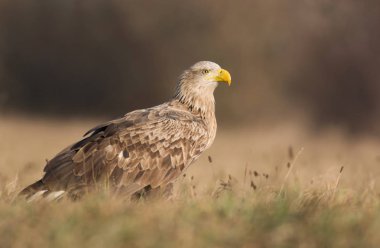 Beyaz kuyruklu kartal