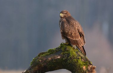 doğal yaşam alanı içinde bayağı şahin