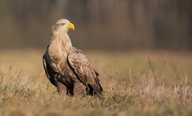 Beyaz kuyruklu kartal