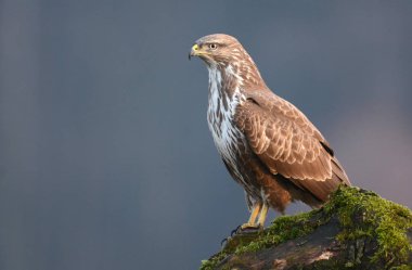 doğal yaşam alanı içinde bayağı şahin