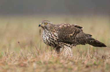 Genç kuzey çakır kuşu