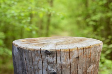 Boş ağaç gövdesi