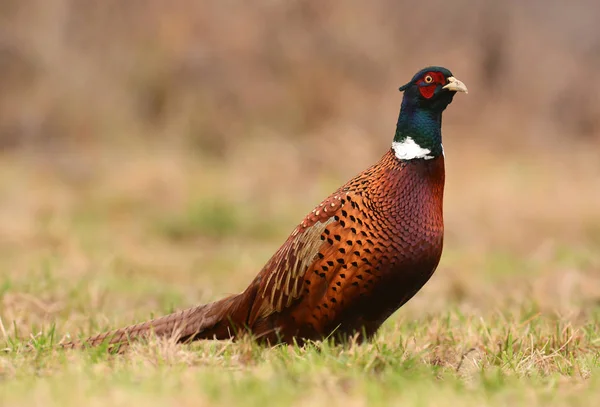 Красиві Ringneck Фазан — стокове фото