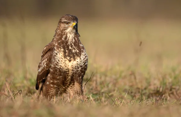 Buizerd in natuurlijke habitat — Stockfoto