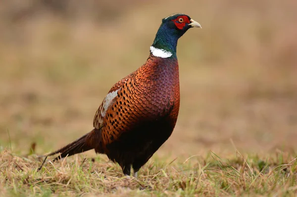 Красиві Ringneck Фазан — стокове фото