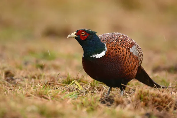 Beautiful Ringneck Pheasant — Stock Photo, Image