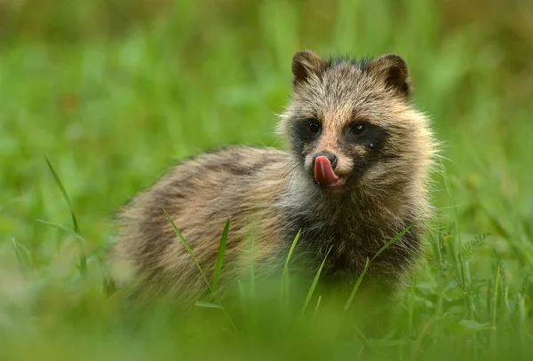Perro mapache curioso — Foto de Stock
