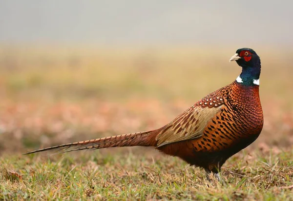 Красиві Ringneck Фазан — стокове фото