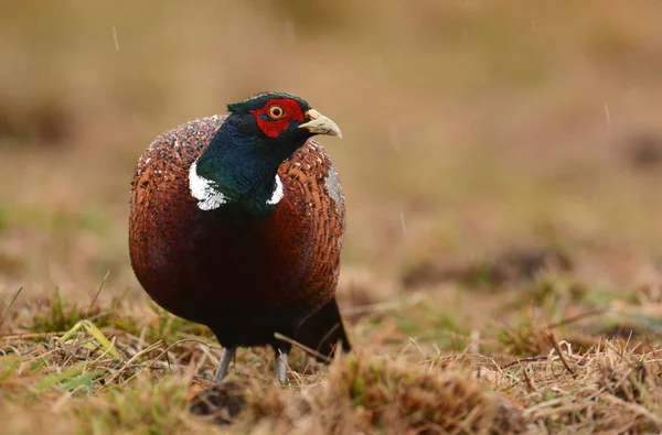 Beautiful Ringneck Pheasant — Stock Photo, Image