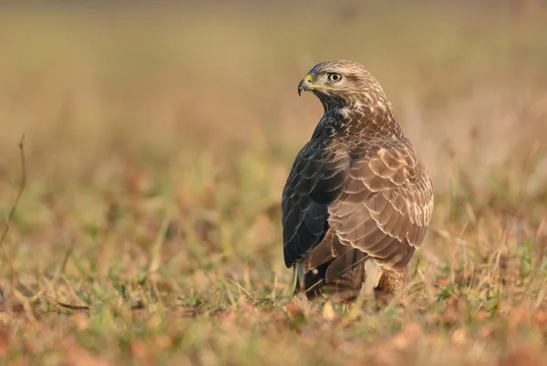 Mäusebussard in natürlichem Lebensraum — Stockfoto