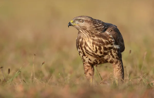 Common buzzard in natural habitat — Stock Photo, Image