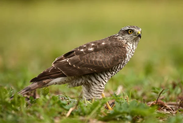 Vista Perto Sparrowhawk Habitat Natural — Fotografia de Stock