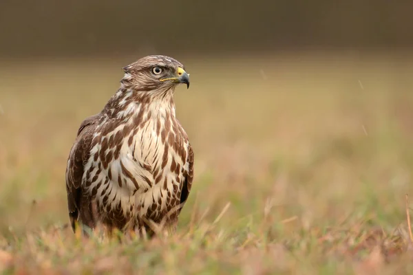 Buizerd in natuurlijke habitat — Stockfoto