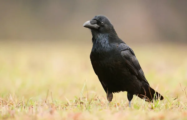 Cuervo negro al aire libre —  Fotos de Stock