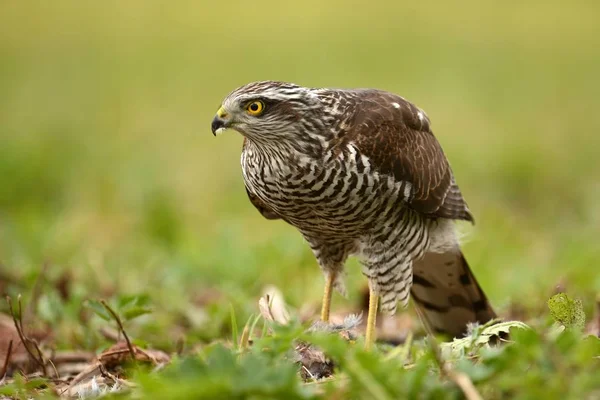 Vista Perto Sparrowhawk Habitat Natural — Fotografia de Stock