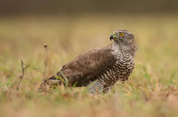 Adult Northern Goshawk — Stock Photo, Image