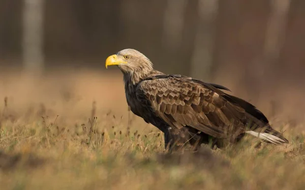 Seeadler — Stockfoto