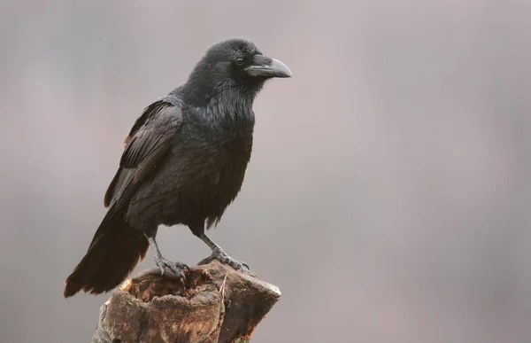 Cuervo negro al aire libre —  Fotos de Stock