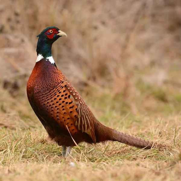 Ringneck Pheasant Phasianus Colchicus — Stock Photo, Image