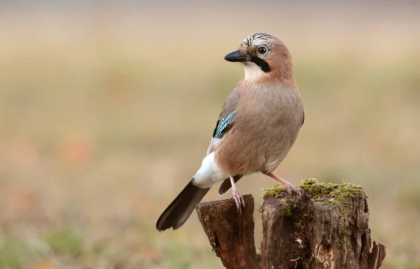 Jay pájaro en hábitat natural — Foto de Stock