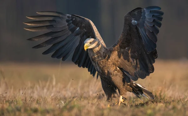 Witte tailed eagle — Stockfoto