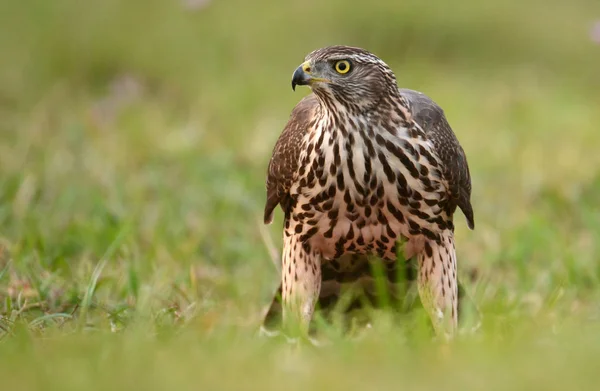 Giovane falco passero — Foto Stock
