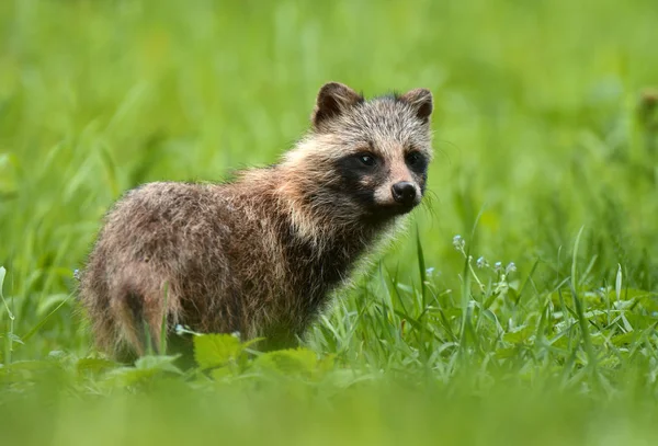 Curious Raccoon dog — Stock Photo, Image