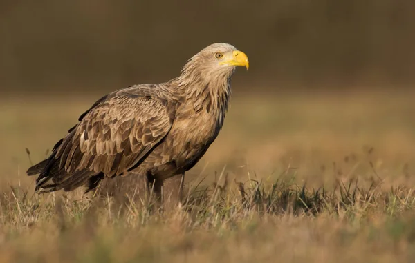 White tailed eagle — Stock Photo, Image