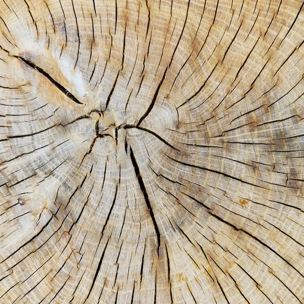 나무 줄기 텍스처 — 스톡 사진