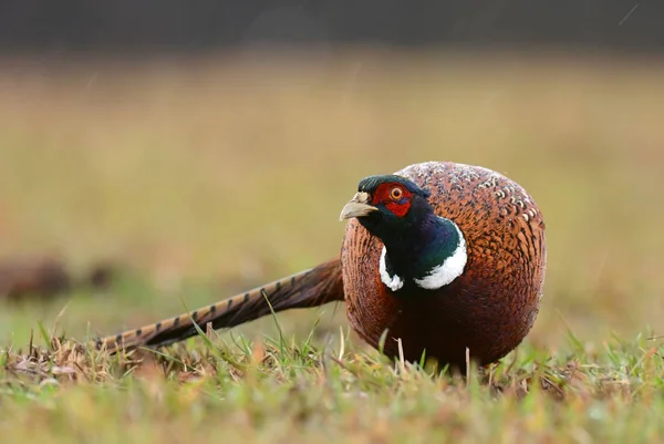 Beautiful Ringneck Pheasant — Stock Photo, Image