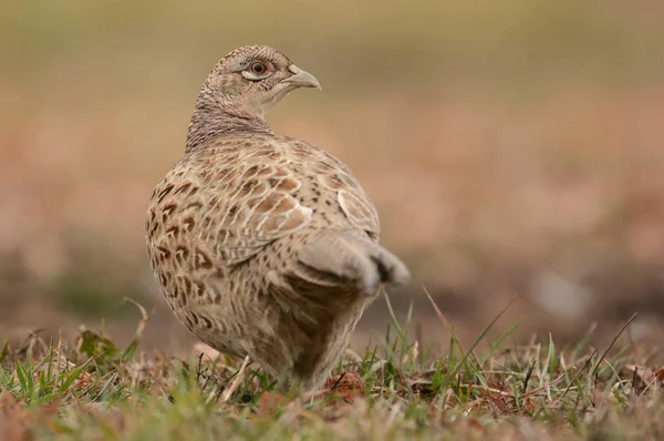 Female Ringneck Pheasant — Stock Photo, Image