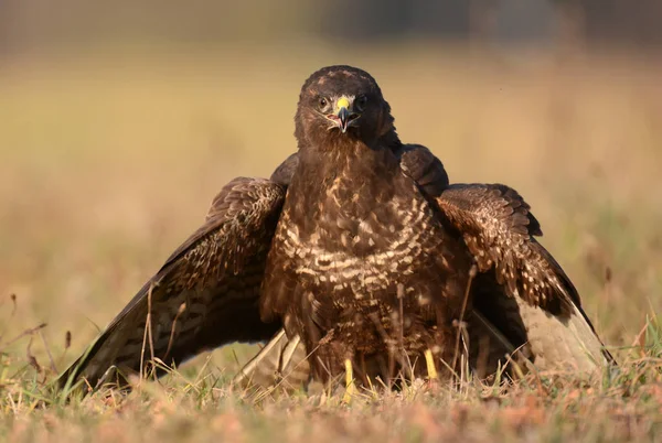 Common buzzard in natural habitat — Stock Photo, Image
