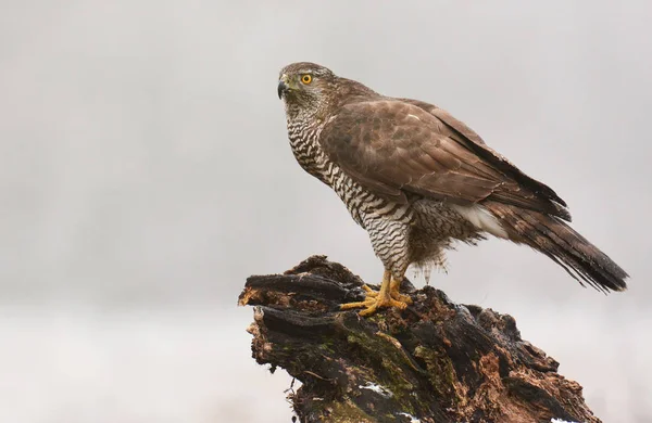 Adulto Goshawk do Norte — Fotografia de Stock