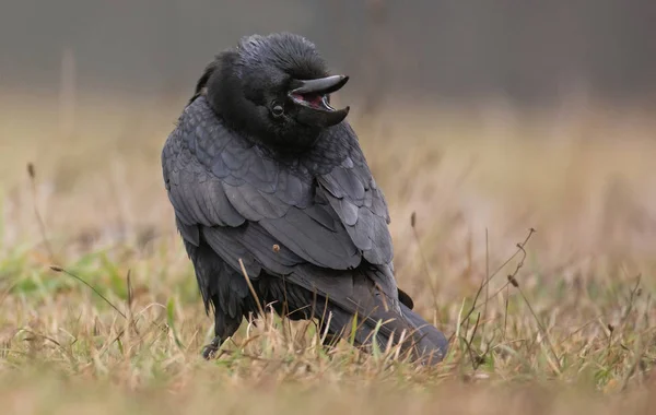 Corbeau noir à l'extérieur — Photo