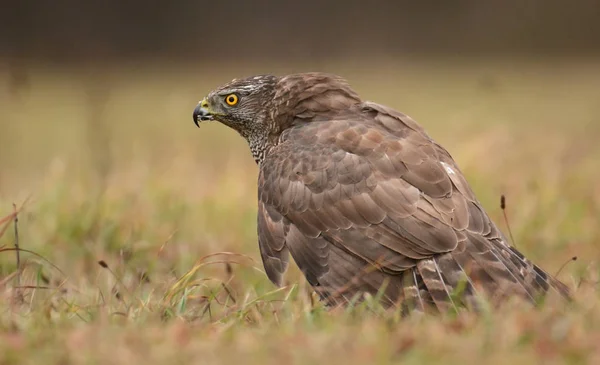 Adulto Goshawk settentrionale — Foto Stock