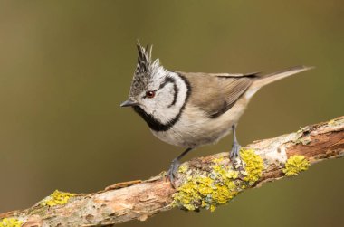 Dalı tepeli baştankara 