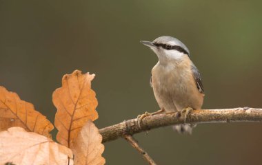 Doğal yaşam alanı içinde şirin sıvacı kuşu görünümünü kapat