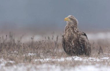 Beyaz kuyruklu kartal
