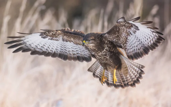 Voo de buzzard comum — Fotografia de Stock