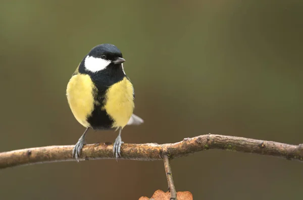 Vue Rapprochée Grand Mésange Dans Habitat Naturel — Photo