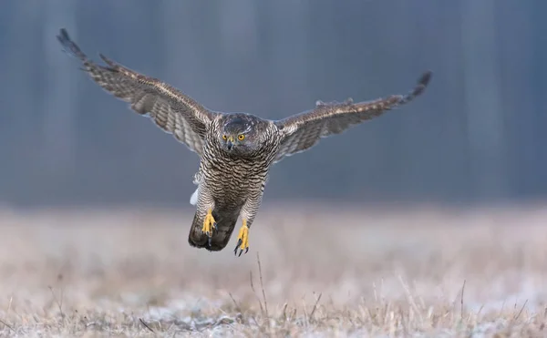 Uçan kuzey çakır kuşu — Stok fotoğraf