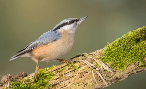 stock image Close up view of cute nuthatch in natural habitat