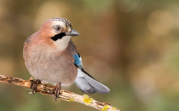 Eichelhäher-Vogel sitzt auf Ast — Stockfoto