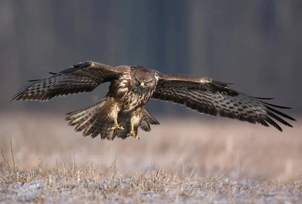 Voo de buzzard comum — Fotografia de Stock