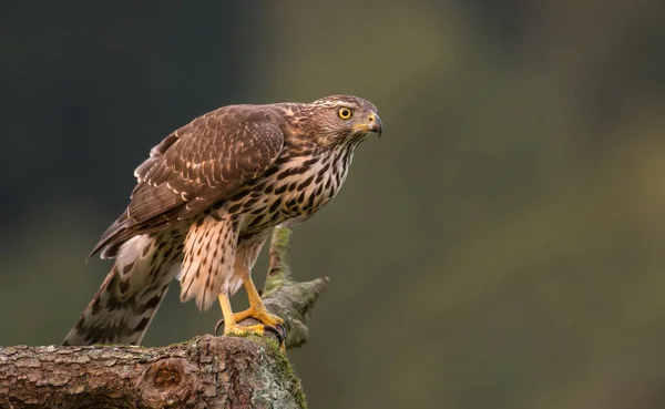 Kuzey goshwak (Accipiter gentilis) — Stok fotoğraf