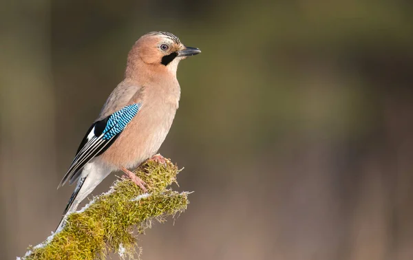 Jay pták sedící na větvi — Stock fotografie