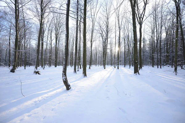 Haya durante el día de invierno — Foto de Stock