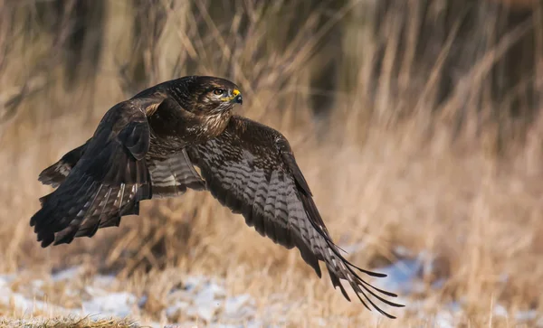 Voo de buzzard comum — Fotografia de Stock